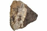 Partial Dinosaur (Edmontosarus?) Limb Bone - Wyoming #233833-2